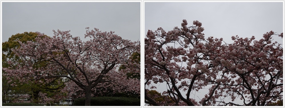 ♪♪さくら♪♪と根競べ(*⌒∇⌒*)テヘ♪_b0175688_22322593.jpg