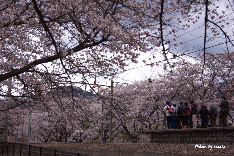 勝沼ぶどう郷駅～甚六桜～_d0192990_1216070.jpg