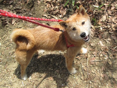 飼い主さん募集中 テリア系mix 旧 柴犬家族 飼い主さん募集中 テリア系mix 旧 柴犬家族