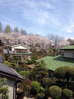 春♪♪_c0162404_12173559.jpg