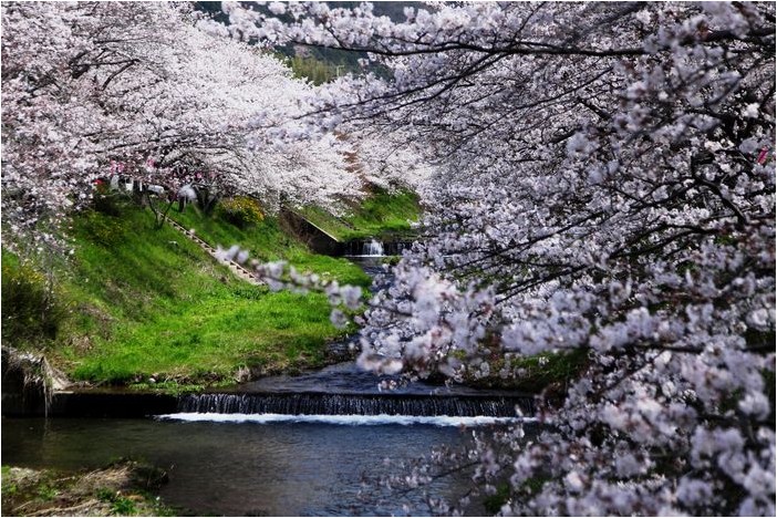 玉川の桜_d0105104_23571397.jpg