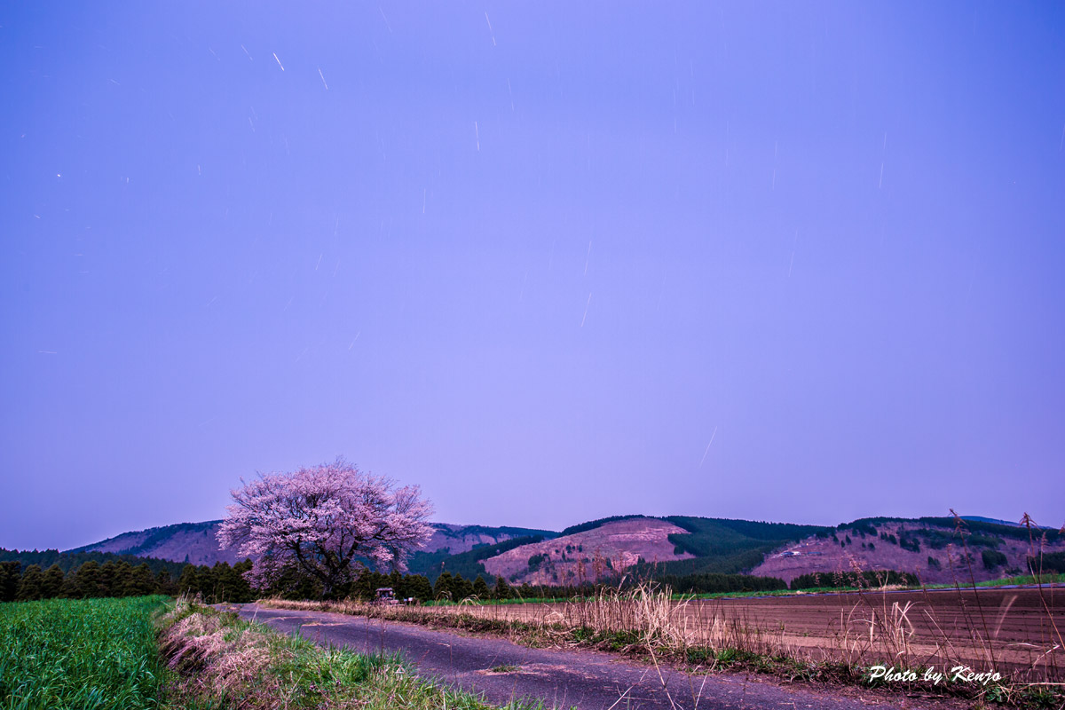 前原の一本桜。_a0097006_2022180.jpg