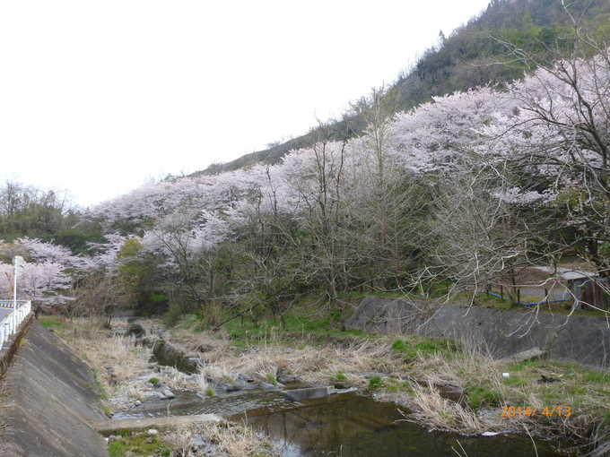 まだ桜が満開でした。_c0074407_173724.jpg