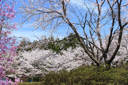 2014年の桜  宝達志水町 古墳公園、かほく市 総合公園_c0006211_13333665.jpg