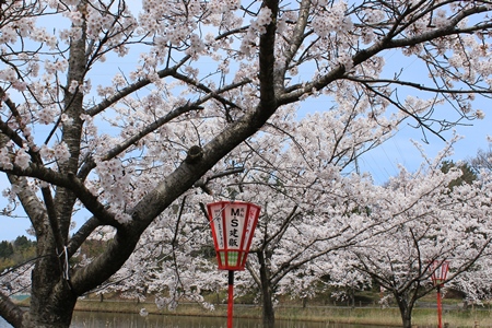 2014年の桜  宝達志水町 古墳公園、かほく市 総合公園_c0006211_1346983.jpg