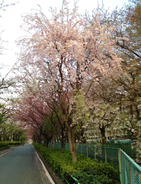 e0103211_1374285.jpg