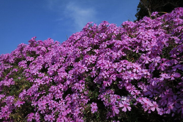 芝桜の庭_a0268412_2213302.jpg