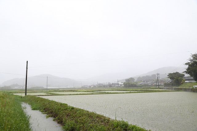 恵みの雨_d0059213_14245921.jpg