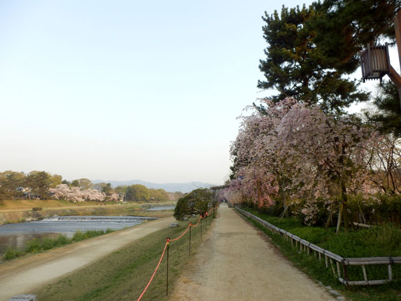 2014花めぐり39 半木の道_e0048413_2081869.jpg
