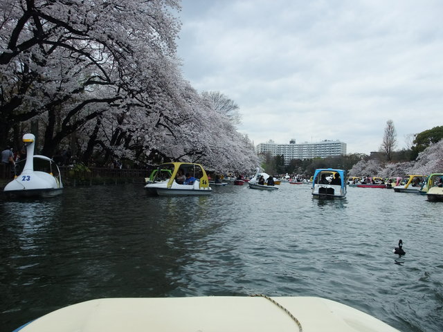 お花見＠井の頭公園_a0211315_145368.jpg