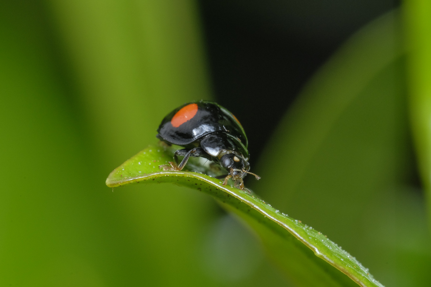 X-T1での昆虫撮影_e0308416_1920378.jpg