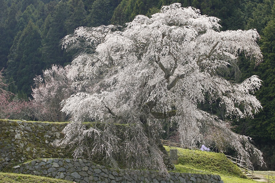 桜撮影2014・滝桜(又兵衛桜)_b0269618_1429214.jpg