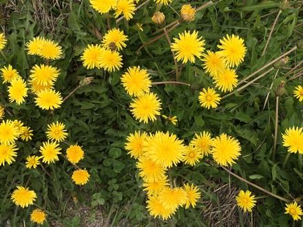 筍とたまごの炒めごはん・・・♪4/13①_b0247223_16221853.jpg