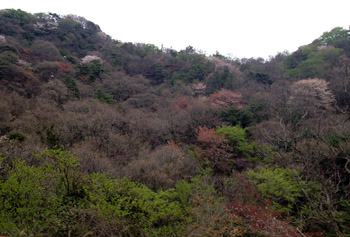 春の六甲山_e0103024_23584329.jpg