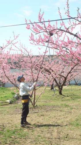 桃源郷は、花盛り_f0325525_22423576.jpg