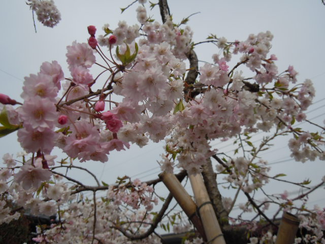 f0114128_18103419.jpg