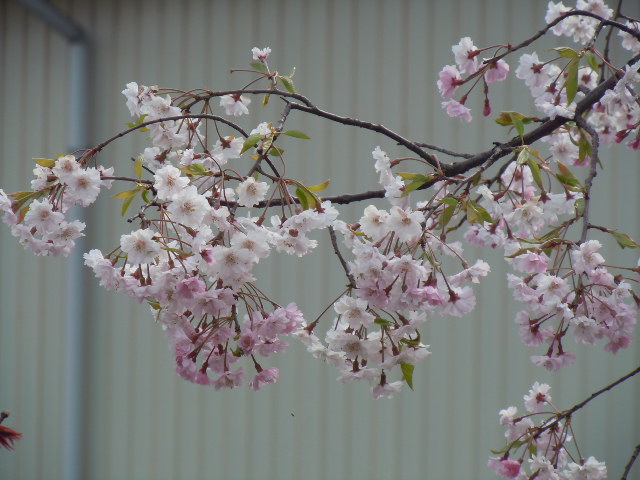 f0114128_185248.jpg