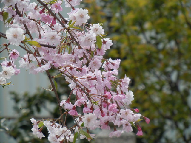 f0114128_1874539.jpg