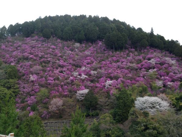 満開の高雄・中川【早朝Drive】_b0004229_848172.jpg