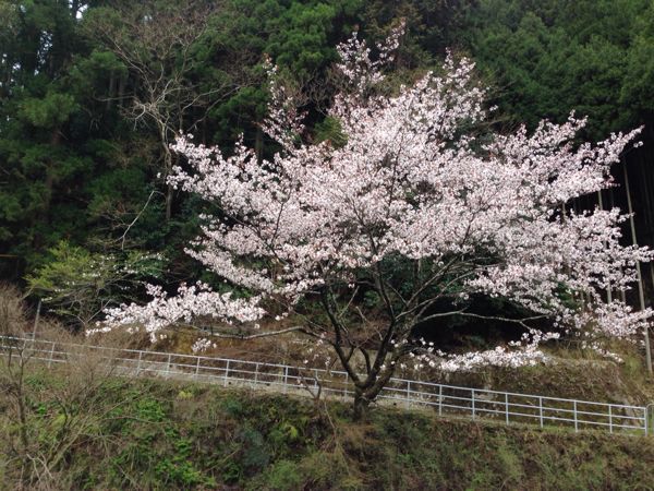 満開の高雄・中川【早朝Drive】_b0004229_848594.jpg