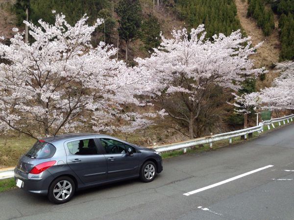 満開の高雄・中川【早朝Drive】_b0004229_848620.jpg