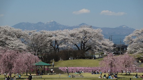 2014.04.12　長峰公園の桜_e0202031_22434950.jpg