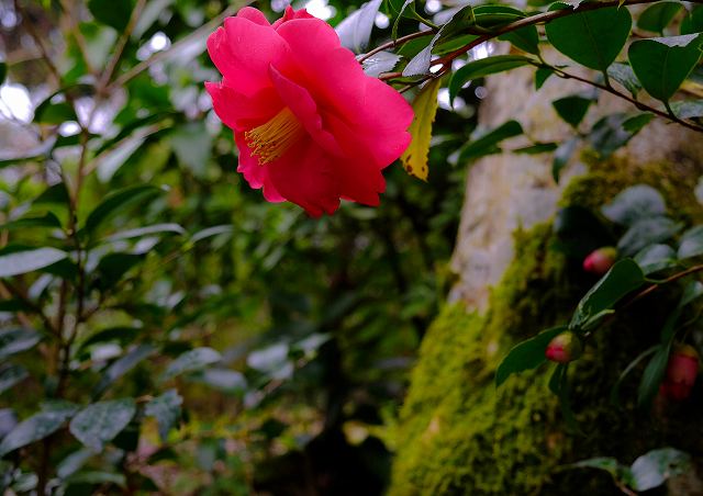 雨上がりのお花_a0268332_17573827.jpg