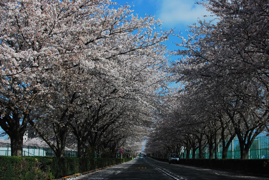 sakura 2014_e0129932_2195262.jpg