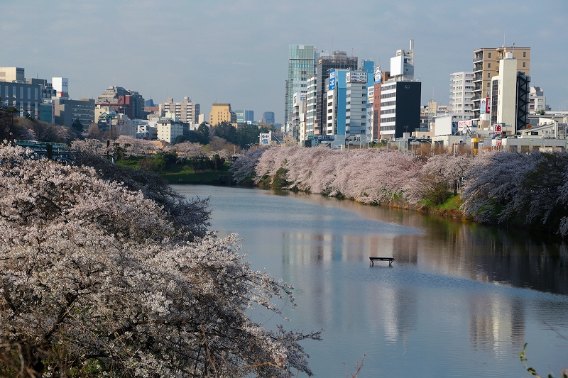 都内さくら便り　北の丸公園～千鳥ヶ淵その１_f0229832_926640.jpg