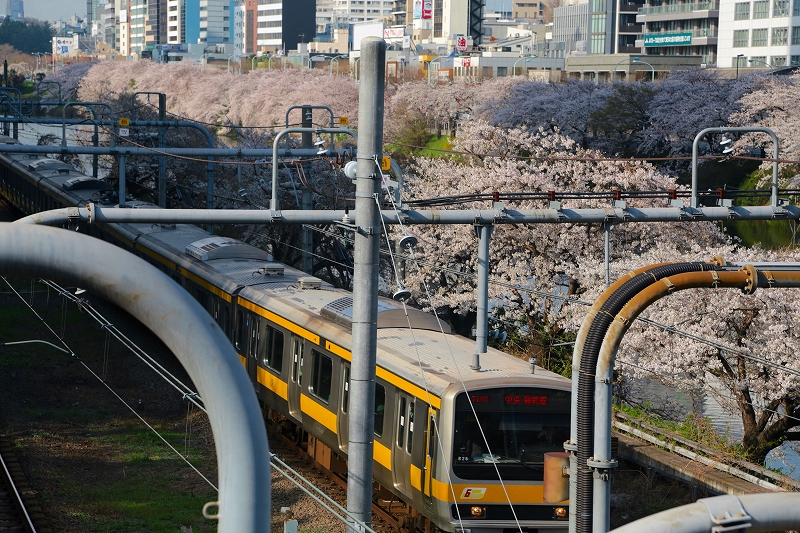 都内さくら便り　北の丸公園～千鳥ヶ淵その１_f0229832_9271130.jpg