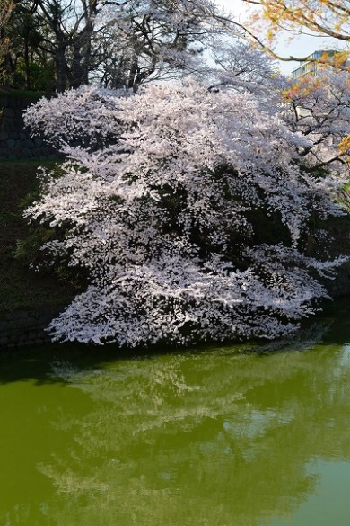 都内さくら便り　北の丸公園～千鳥ヶ淵その１_f0229832_9444364.jpg