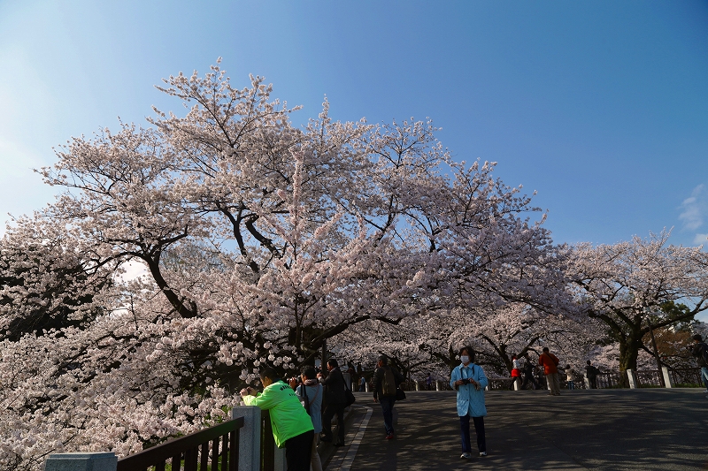 都内さくら便り　北の丸公園～千鳥ヶ淵その１_f0229832_9475732.jpg