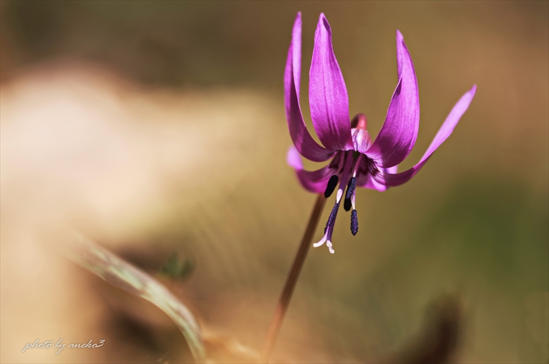 みちのく早春の花４_d0067934_8404029.jpg