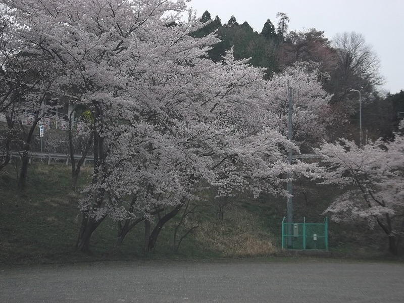 道の駅「くりの里」の桜_a0127636_13281724.jpg