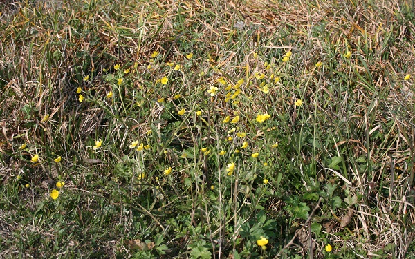 f0042737_10332370.jpg