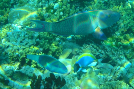 再び、青の楽園へ。海の魚たち。_f0107237_12125943.jpg