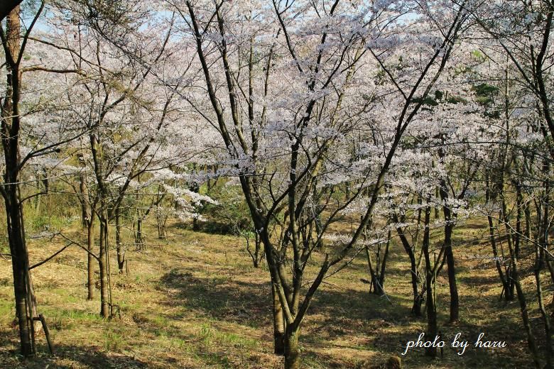 森林公園の桜_f0297537_07422249.jpg