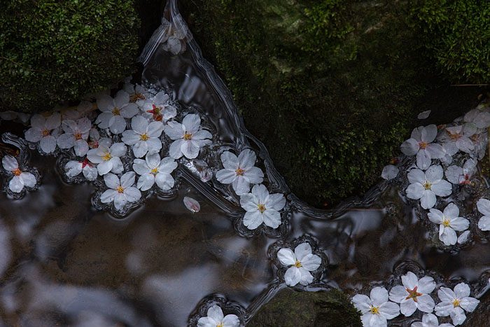 桜便り　＃８　～落花～_c0067040_23305783.jpg