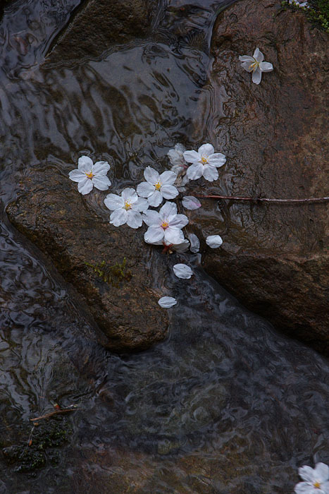 桜便り　＃８　～落花～_c0067040_23321510.jpg