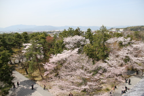 南禅寺2014桜_f0324540_22310076.jpg