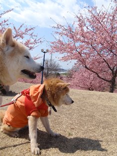 お墓参りと伊勢崎めんこや・寄居星の王子さまＰＡ_b0080342_71127.jpg