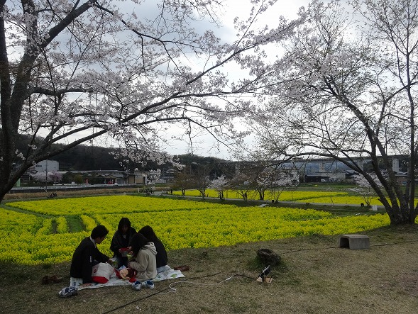 普賢寺の菜の花と桜_b0299042_0332363.jpg