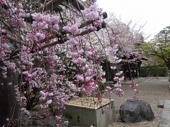 御香宮神社の枝垂れ桜_b0299042_11381932.jpg