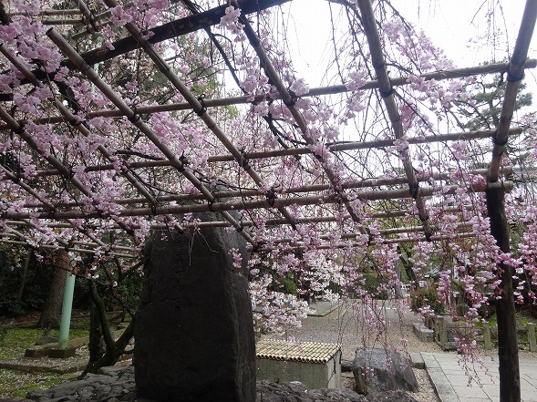 御香宮神社の枝垂れ桜_b0299042_11382524.jpg