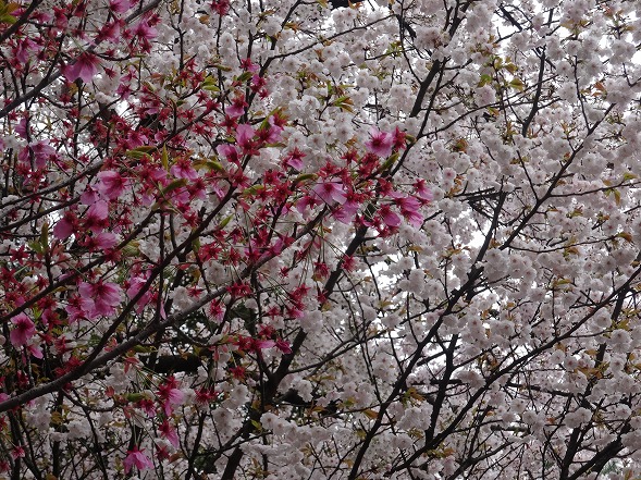 御香宮神社の枝垂れ桜_b0299042_11391413.jpg