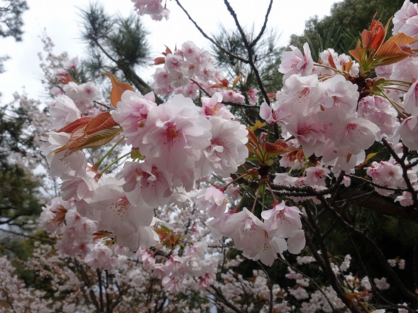 御香宮神社の枝垂れ桜_b0299042_11392252.jpg