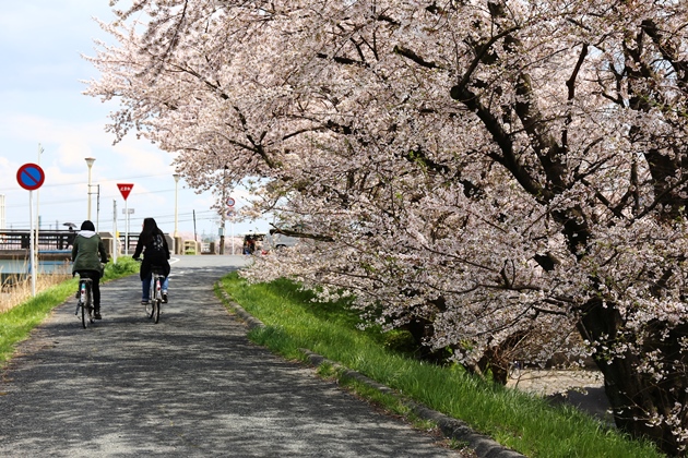 2014年の桜　（２）_e0158743_8465398.jpg