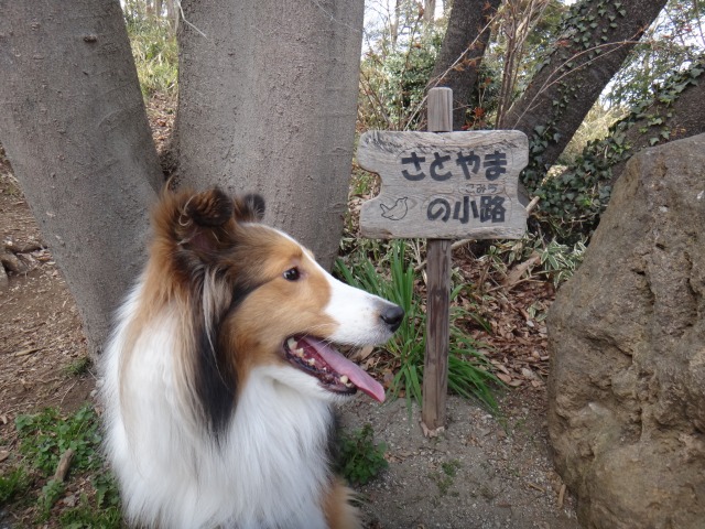 里山の公園でお散歩のほほん_e0195743_12155679.jpg
