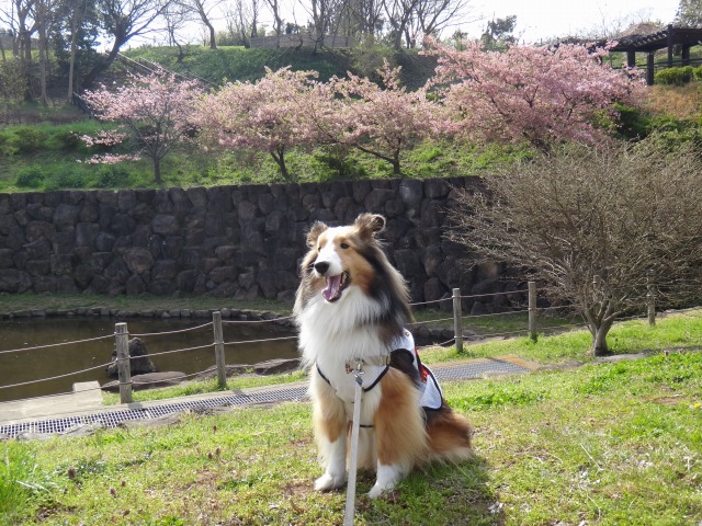 里山の公園でお散歩のほほん_e0195743_1216409.jpg