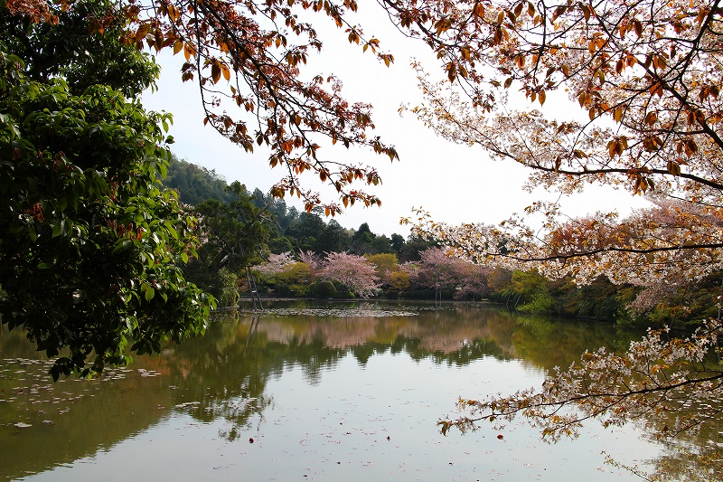 石庭で有名な『龍安寺』の桜は…。20140412_e0237645_23185685.jpg